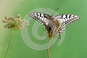 a butterfly Papilio machaon spread its wings on a summer day basking in the dry grass