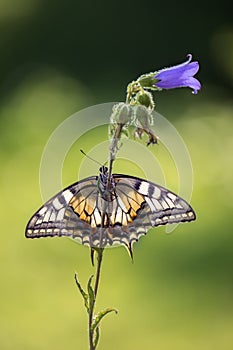 Butterfly Papilio machaon  spread its wings on a summer day on a  field flower