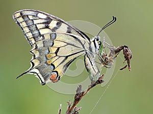 butterfly Papilio machaon on a summer day basking in the dry grass