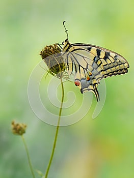 Butterfly Papilio machaon   on a summer day basking in the dry grass