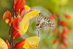 Butterfly Papilio pilumnus, in the nature green forest habitat, south of USA, Arizona. Butterfly sitting on the red yellow flower