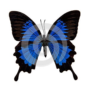 Butterfly : Papilio Ulysses