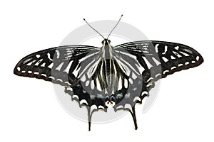 Butterfly (Papilio xuthus) 2