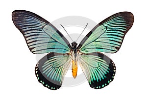 Butterfly Papilio Zalmoxis