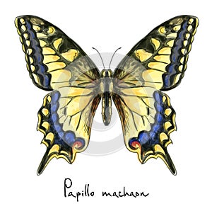 Butterfly Papillo Machaon. Watercolor imitation.