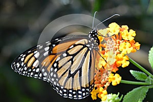 Butterfly / Papillon