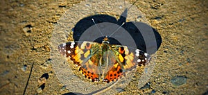butterfly papillon  brown