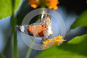 Butterfly / Papillon