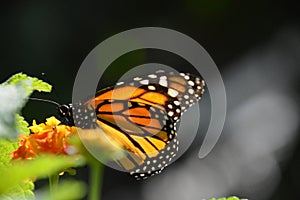 Butterfly / Papillon