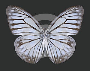 Butterfly Pareronia anais