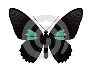 Butterfly Parides sesostris