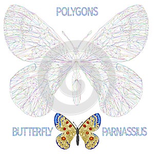 Butterfly Parnassius  beautiful meadow  insect outline multicolored and natural polygons  with the inscription vector