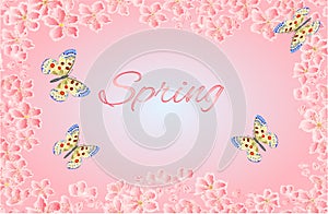 Butterfly parnassius and of sakura blossoms vector