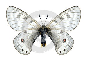 Butterfly Parnassius staudingeri illustris (female)