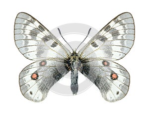 Butterfly Parnassius staudingeri illustris (male)