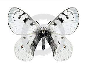 Butterfly Parnassius tenedius britae (male)