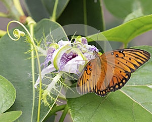 Butterfly Passion