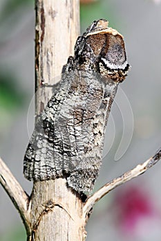 The butterfly of the pasture drill