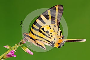 BUTTERFLY/Pathysa antiphates