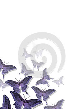 Farfalla modello 