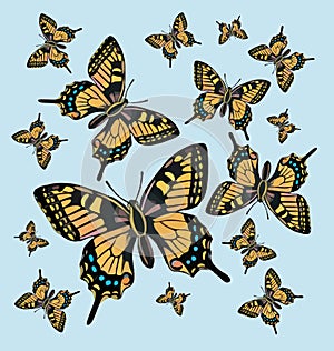 Butterfly pattern background