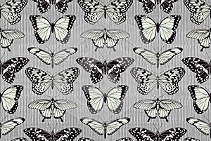 Butterfly pattern background