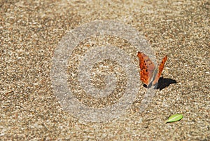 Butterfly on pavement 2