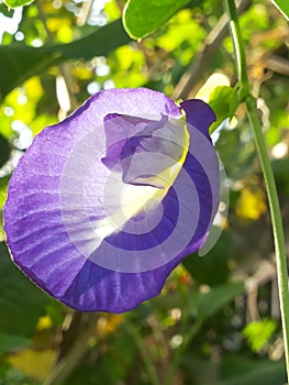 Butterfly Pea