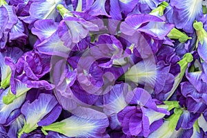 Butterfly pea as background ,Clitoria ternatea