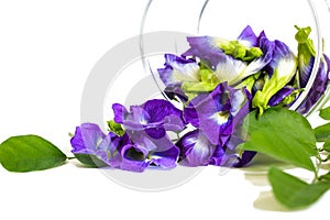 Butterfly pea, beautiful purple flowers in a glass jar.