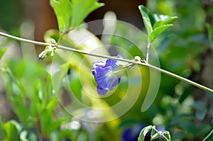 butterfly pea , blue pea flower or Clitoria ternatea L or PAPILIONACEAE