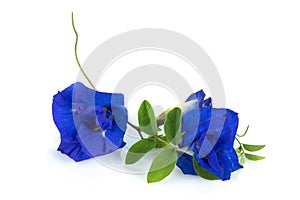 Butterfly pea, blue pea, or asian pigeonwings flower isolated on white background, tropical flower