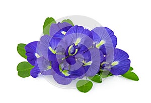 Butterfly pea, blue pea, or asian pigeonwings flower with leaf isolated on white background