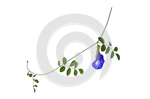 Butterfly pea,blue pea,clitoria ternatea or aparajita flower