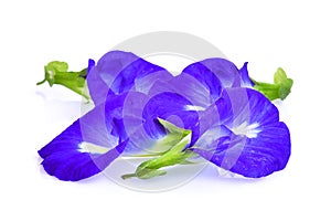 Butterfly pea,blue pea,clitoria ternatea or aparajita flower