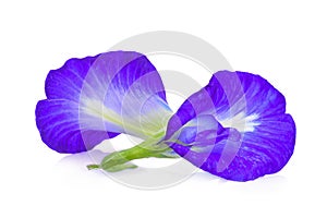 Butterfly pea,blue pea,clitoria ternatea or aparajita flower
