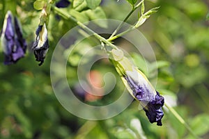 Butterfly pea, Blue pea, Clitoria ternatea blossoming