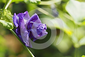 Butterfly pea, Blue pea, Clitoria ternatea blossoming