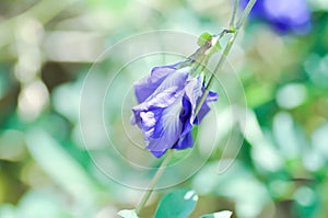butterfly pea , blue pea flower or Clitoria ternatea L or PAPILIONACEAE