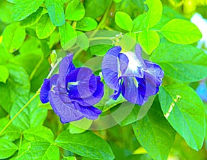 Butterfly pea,bluebellvine, blue pea, cordofan pea genitals