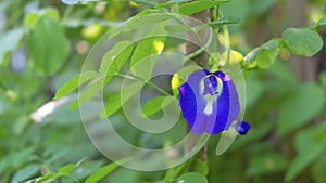 Butterfly pea, bluebellvine, blue pea, kordofan pea Clitoria ternatea creeps up on tree with beautiful bloom