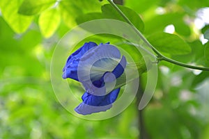 Butterfly pea Clitoria ternatea flower