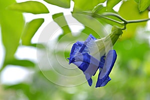 Butterfly pea Clitoria ternatea flower