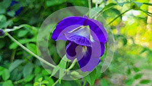 Butterfly pea, Clitoria ternatea flower