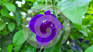 Butterfly pea, Clitoria ternatea flower