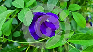 Butterfly pea, Clitoria ternatea flower