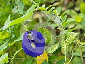 Butterfly pea, Clitoria ternatea flower