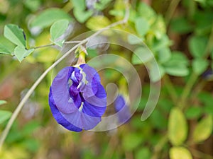 Butterfly pea, Clitoria ternatea flower