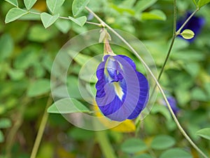 Butterfly pea, Clitoria ternatea flower