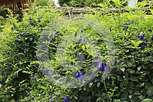Butterfly pea, Clitoria ternatea flower,bluebellvine, blue pea, cordofan pea